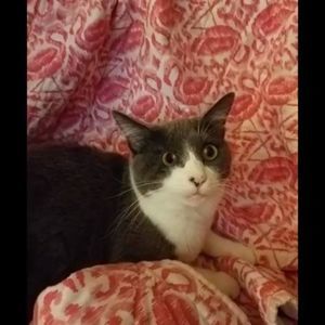 Meet your Posher, Nick